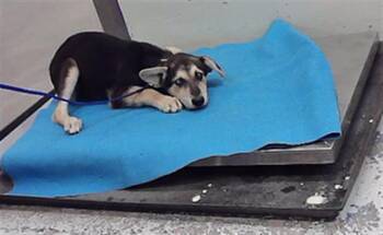 A2098326 -  Husky and Mixed Breed Dog for Adoption in Houston, Texas - A2098326 | PetCurious