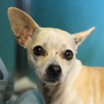 TURKEY -  Chihuahua Dog for Adoption in San Antonio, Texas - TURKEY | PetCurious