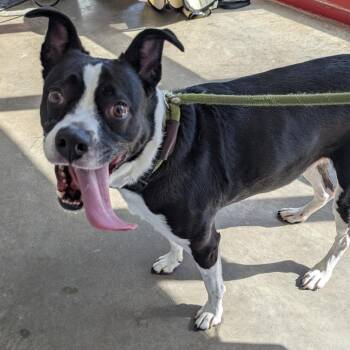 Pickles -  Pit Bull Terrier Dog for Adoption in Evansville, Indiana - Pickles | PetCurious