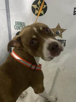 A1272848 -  American Bulldog and Mixed Breed Dog for Adoption in Winter Haven, Florida - A1272848 | PetCurious