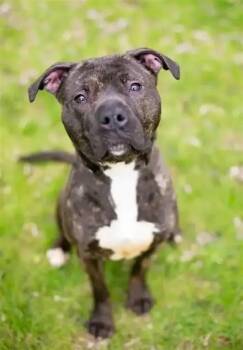 Bubbles -  Rottweiler and Pit Bull Terrier Dog for Adoption in Nanaimo, British Columbia - Bubbles | PetCurious