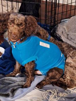 Miniature Poodle Dogs Available for Adoption - Waffles | PetCurious