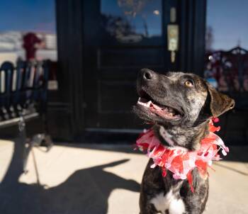 Zi -  Belgian Shepherd Malinois Dog for Adoption in Covington, Tennessee - Zi | PetCurious