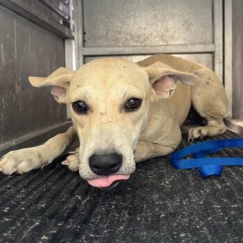 Linette -  Pit Bull Terrier and Mixed Breed Dog for Adoption in Edinburg, Texas - Linette | PetCurious