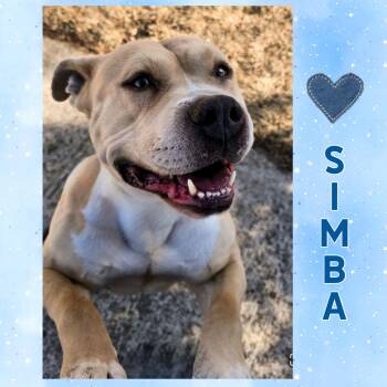 American Bully Dogs Available for Adoption - Simba | PetCurious