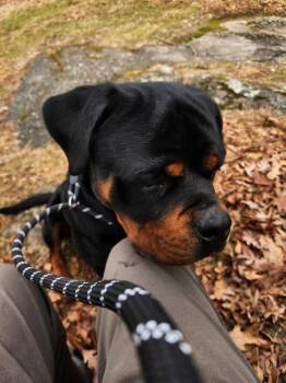 Rottweiler Dogs Available for Adoption - GOLIATH-Courtesy Post | PetCurious