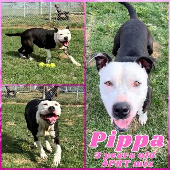 Pit Bull Terrier Dogs Available for Adoption - Pippa | PetCurious