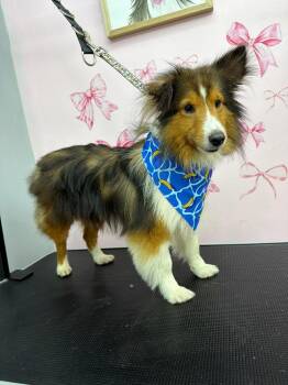 Renolds -  Shetland Sheepdog Sheltie Dog for Adoption in Findlay, Ohio - Renolds | PetCurious