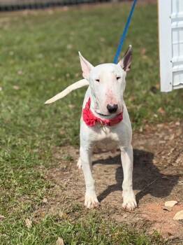 Bull Terrier Dogs Available for Adoption in Lutz, Florida - Piggy | PetCurious