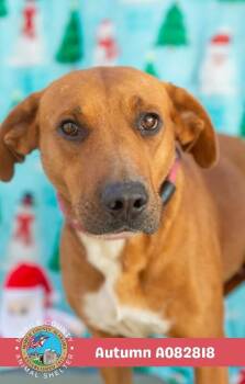 Autumn -  Labrador Retriever Dog for Adoption in Mobile, Alabama - Autumn | PetCurious