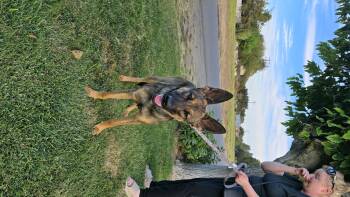 Rescue Belgian Shepherd Malinois Dogs for Adoption in Tracy, California - Roxy | PetCurious