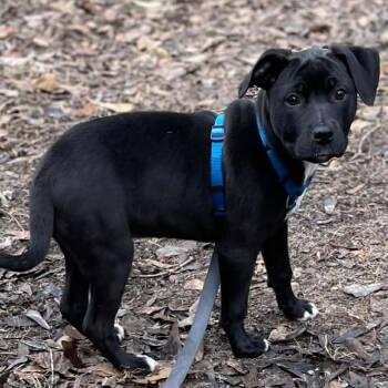 Black Labrador Retriever Dogs Available for Adoption - Scooter | PetCurious
