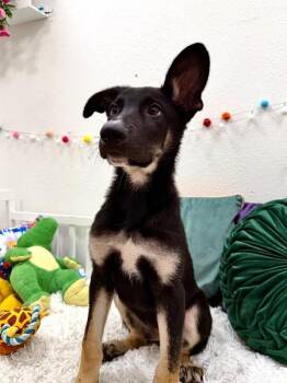 Comet Good Shepherd -  German Shepherd Dog and Australian Kelpie Dog for Adoption in Friendswood, Texas - Comet Good Shepherd | PetCurious