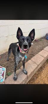 Bindi -  Australian Cattle Dog Blue Heeler Dog for Adoption - Bindi | PetCurious