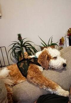 Fred D -  Goldendoodle Dog for Adoption in Poplar Grove, Illinois - Fred D | PetCurious