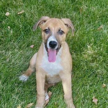 Meg -  German Shepherd Dog and Boxer Dog for Adoption - Meg | PetCurious