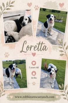 Border Collie Dogs Available for Adoption in Brenham, Texas - Loretta | PetCurious