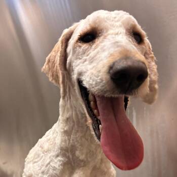 Poodle and Mixed Breed Dogs Available for Adoption - Duck Duck | PetCurious