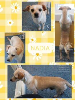 Nadia -  Mixed Breed Dog Available for Adoption in Kenansville, North Carolina - Nadia | PetCurious