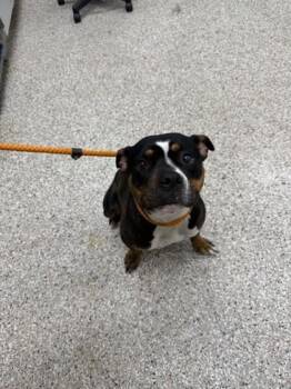 Terrier and Mixed Breed Dogs Available for Adoption in Gastonia, North Carolina - Peaches | PetCurious