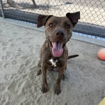 Rescue Pit Bull Terrier and Mixed Breed Dogs for Adoption in Thousand Palms, California - PRINCESS | PetCurious