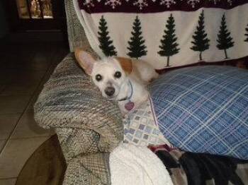 Ava -  Chihuahua and Jack Russell Terrier Dog for Adoption in Alexandria, Kentucky - Ava | PetCurious