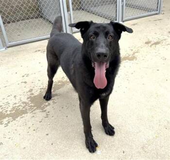 Rescue German Shepherd Dog Dogs for Adoption in Aurora, Illinois - KRYPTO (BILL) | PetCurious