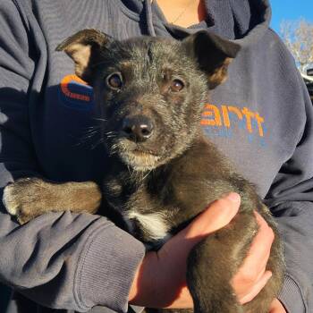 German Shepherd Dog and Mixed Breed Dogs Available for Adoption - Nordic | PetCurious