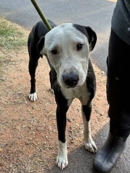 26-597 Dockett -  Labrador Retriever and Mixed Breed Dog for Adoption in Barnesville, Georgia - 26-597 Dockett | PetCurious