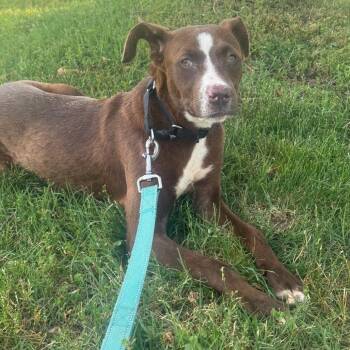 Zelda -  German Shepherd Dog and Black Mouth Cur Dog for Adoption in Wilmington, Delaware - Zelda | PetCurious