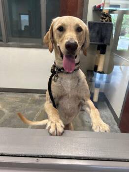 Labrador Retriever Dogs Available for Adoption in Gautier, Mississippi - Jewels | PetCurious