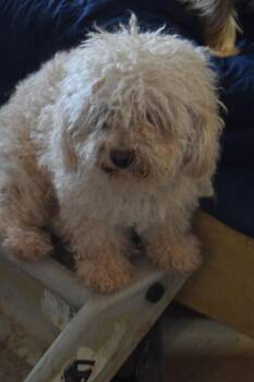 Hardy -  Poodle Dog for Adoption in Pahrump, Nevada - Hardy | PetCurious