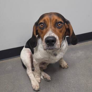 Whiskey -  Beagle Dog for Adoption in Normal, Illinois - Whiskey | PetCurious