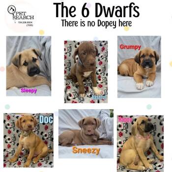 Rescue Great Pyrenees and German Shepherd Dog Dogs for Adoption in Washington, Pennsylvania - Sneezy | PetCurious
