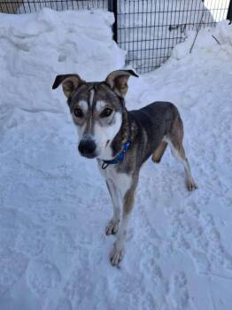 Husky Dogs Available for Adoption - RANGER | PetCurious