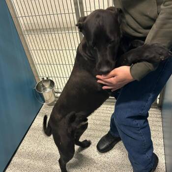 Mixed Breed Dogs Available for Adoption - CHOCKA  Available NOW - ADOPTION Or RESCUE! | PetCurious