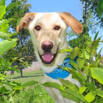 Kade -  Yellow Labrador Retriever and Mixed Breed Dog for Adoption in Wadena, Minnesota - Kade | PetCurious