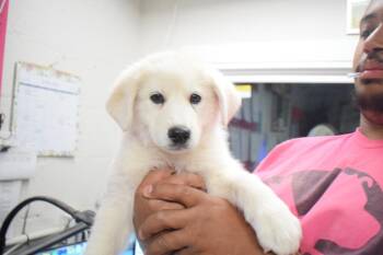 Cassie (L596 P3) -  Husky and Tibetan Mastiff Dog for Adoption in Pahrump, Nevada - Cassie (L596 P3) | PetCurious