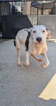 RIO -  Whippet Dog for Adoption in Chester, South Carolina - RIO | PetCurious