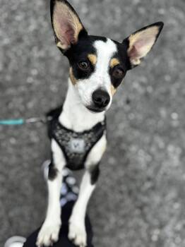 Chihuahua Dogs Available for Adoption in Grant, Alabama - Liddie | PetCurious