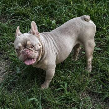 Tupac -  French Bulldog Dog for Adoption in Pelham, New Hampshire - Tupac | PetCurious