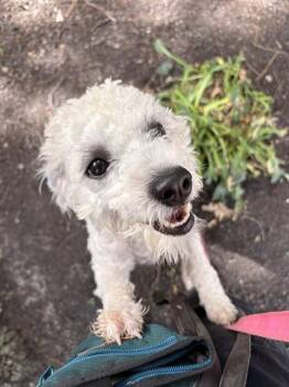 PARTI -  Poodle and Mixed Breed Dog for Adoption in Boston, Massachusetts - PARTI | PetCurious