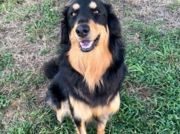 Rescue Shepherd and Collie Dogs for Adoption in Knoxville, Tennessee - Willow | PetCurious