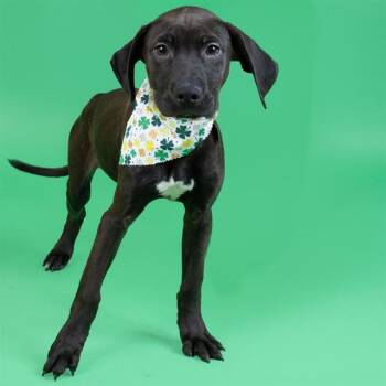 Labrador Retriever and Giant Schnauzer Dogs Available for Adoption - BRIOCHE | PetCurious