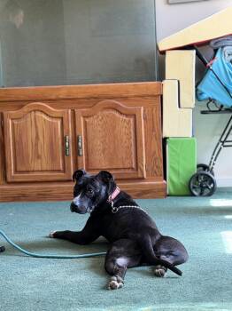 American Staffordshire Terrier Dogs Available for Adoption - Blade | PetCurious