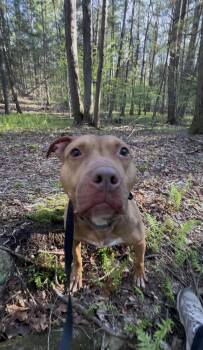 Pit Bull Terrier Dogs Available for Adoption in Millerstown, Pennsylvania - NAPA | PetCurious