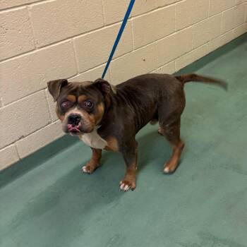 Mixed Breed Dogs Available for Adoption in Memphis, Tennessee - Fetty | PetCurious