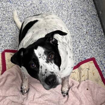 Cattle Dog and Mixed Breed Dogs Available for Adoption in Greenville, South Carolina - Saddie | PetCurious