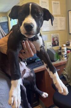 Rowan -  American Staffordshire Terrier Dog for Adoption in Kalamazoo, Michigan - Rowan | PetCurious