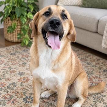 Sari -  Great Pyrenees and Boxer Dog for Adoption in Sequatchie, Tennessee - Sari | PetCurious